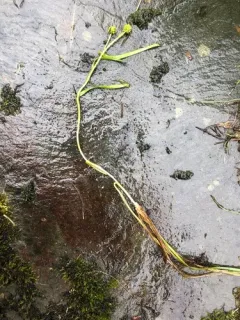 Northern Bur-reed thumbnail 3