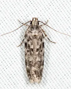 Two-spotted Chionodes Moth thumbnail 3