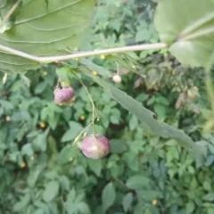 Jewelweed Gall Midge thumbnail 3