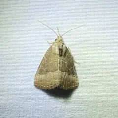 Common Pinkband thumbnail 1