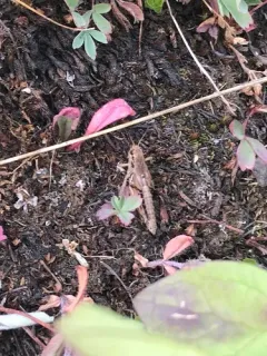Oregon Short-winged Grasshopper thumbnail 3