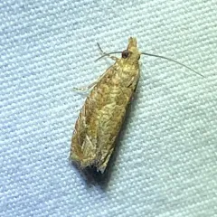Derelict Pelochrista Moth thumbnail 3
