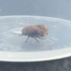Alder Spittlebug thumbnail 3