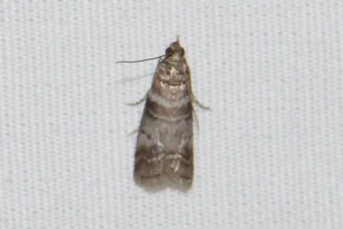 Sweetgum Leafroller Moth