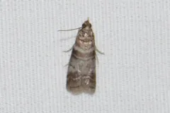Sweetgum Leafroller Moth thumbnail 1