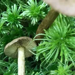 Cortinarius chrysolitus thumbnail 1