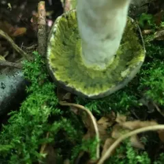Yellow-green Russula Mold thumbnail 1
