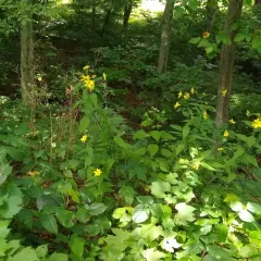 pale sunflower thumbnail 1