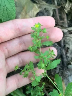 brook cinquefoil thumbnail 3