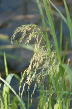 Mackenzie Valley Mannagrass thumbnail 1