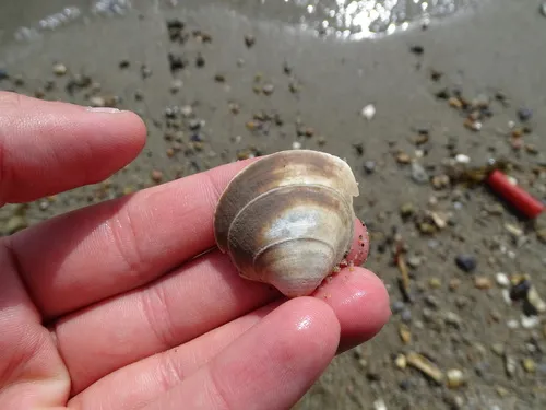 Greenland Smoothcockle