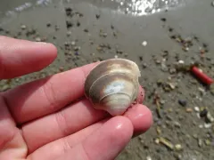 Greenland Smoothcockle thumbnail 1