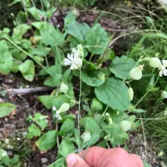 Balkan Catchfly thumbnail 3