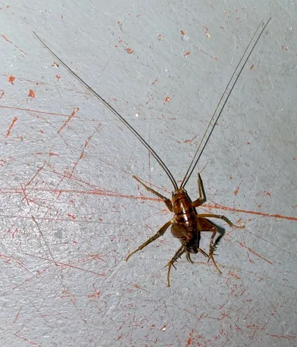 Spotted Camel Cricket