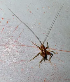 Spotted Camel Cricket thumbnail 1