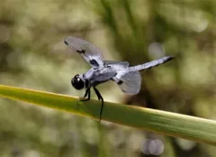 Hoary Skimmer thumbnail 3