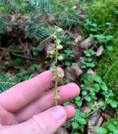 lesser wintergreen thumbnail 3