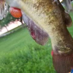 Brown Bullhead thumbnail 3