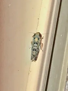 Scaphoideus opalinus thumbnail 2
