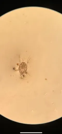 Ear Mange Mite thumbnail 2