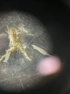 Americorophium brevis thumbnail 2