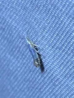 Argyresthia apicimaculella thumbnail 2