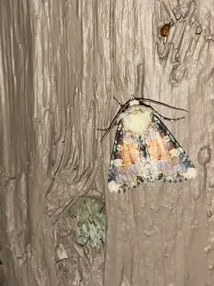 Oligia rampartensis thumbnail 2