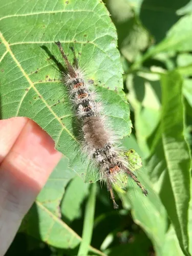 Tephra Tussock Moth