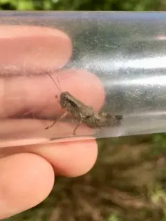 Scudder's Short-winged Grasshopper thumbnail 1