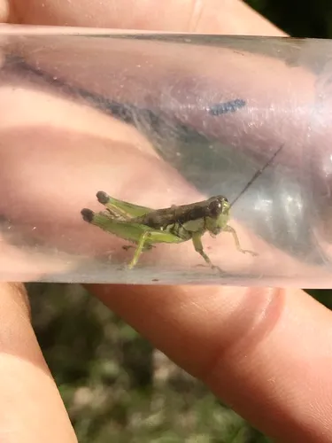 Graceful Grasshopper