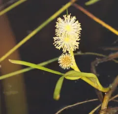 Narrow-leaved Bur-reed thumbnail 3
