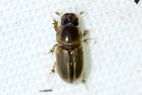 Labarrus cincticulus