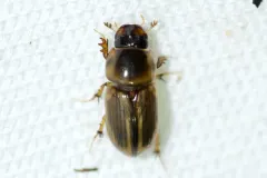 Labarrus cincticulus thumbnail 1
