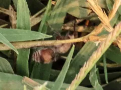 Dasymutilla monticola thumbnail 4