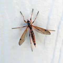 Tiger Cranefly thumbnail 2