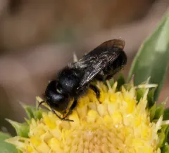 Osmia montana thumbnail 4