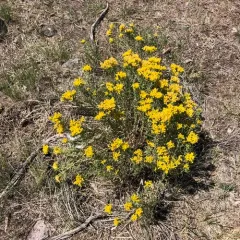 Yellow Rabbitbrush thumbnail 3