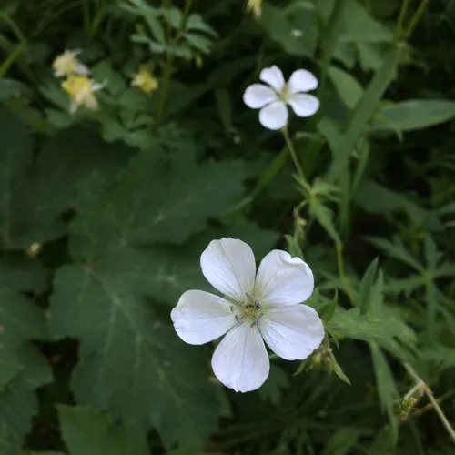 Richardson's geranium