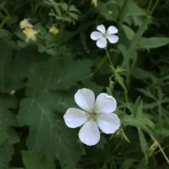 Richardson's geranium thumbnail 1