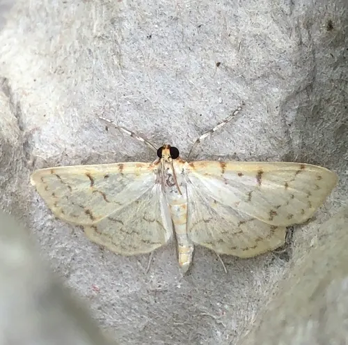 Ironweed Root Moth