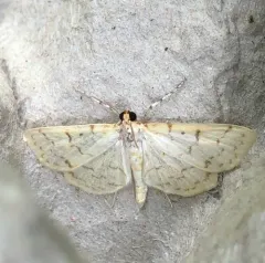 Ironweed Root Moth thumbnail 1