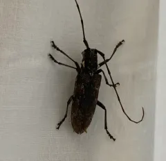 Monochamus maculosus thumbnail 2