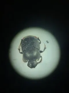 Onthophagus pennsylvanicus thumbnail 2