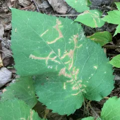 Scrobipalpula manierreorum thumbnail 1