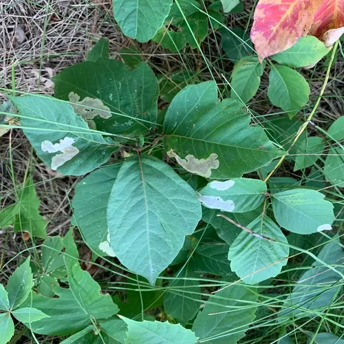Poison Ivy Leaf-miner Moth