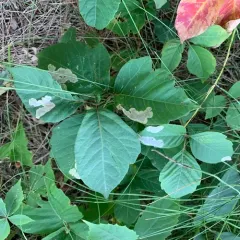 Poison Ivy Leaf-miner Moth thumbnail 1