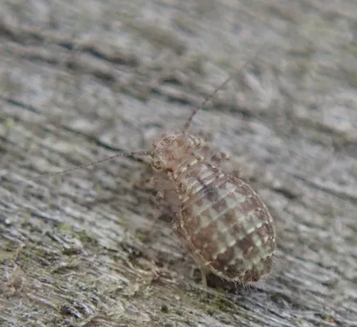 Cerobasis guestfalica