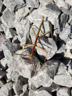 Giant Walkingstick thumbnail 3
