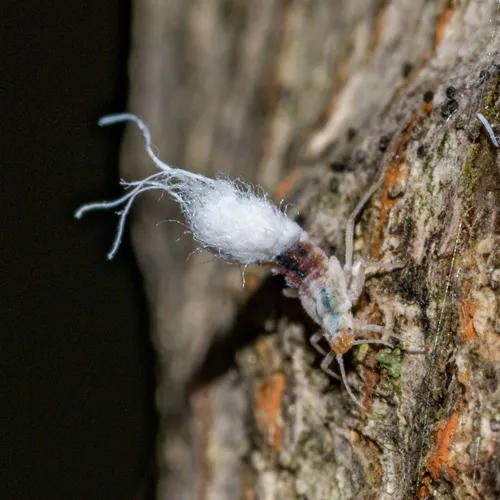 Beech Blight Aphid
