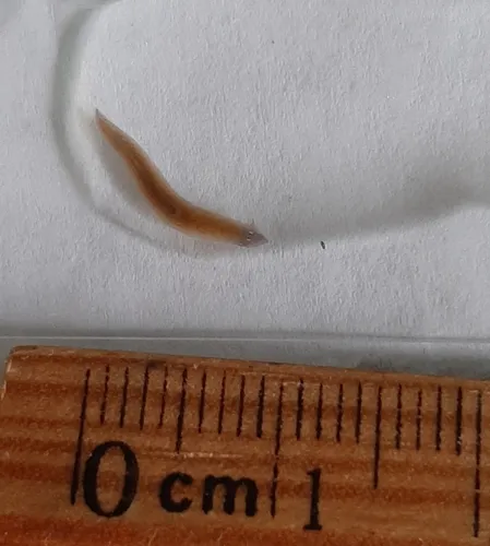 Girardia dorotocephala